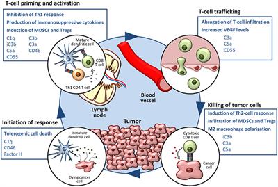 Complementing the Cancer-Immunity Cycle